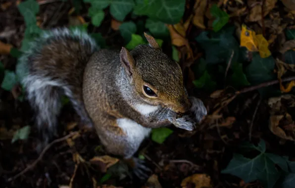 Picture forest, walnut, protein, wildlife, rodent