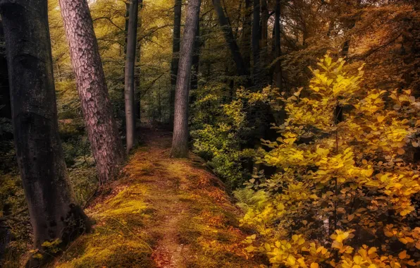Autumn, forest, trees, nature, path, the bushes, Jan-Herman Visser