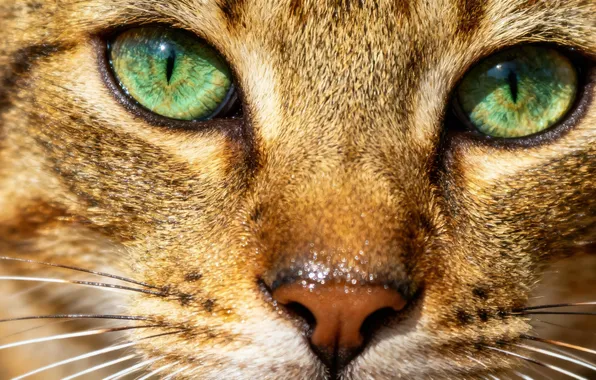 Cat, cat, look, light, close-up, pose, grey, portrait