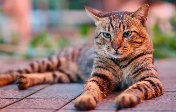 Cat, cat, look, face, pose, grey, tile, lies