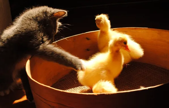 Picture black background, pussy, duck, grey kitten, play, sieve