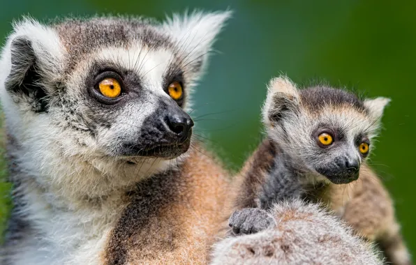 Picture animals, lemurs, Wallpaper for desktop