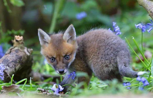 Greens, summer, look, flowers, foliage, Fox, log, bells