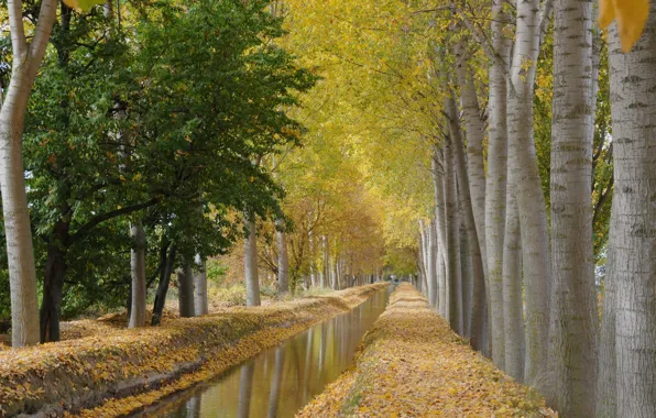 Autumn, trees, channel, aspen