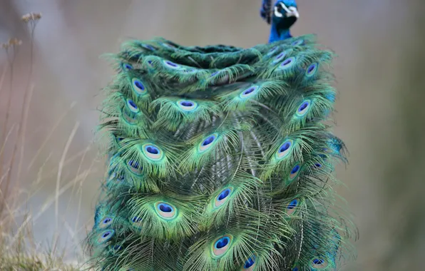 Picture bird, feathers, tail, peacock
