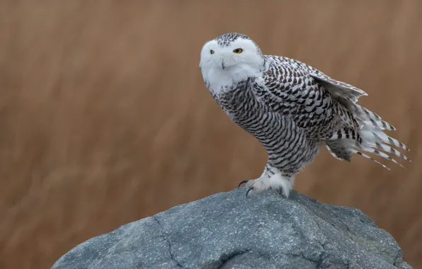 Picture field, white, nature, stones, background, owl, bird, feathers