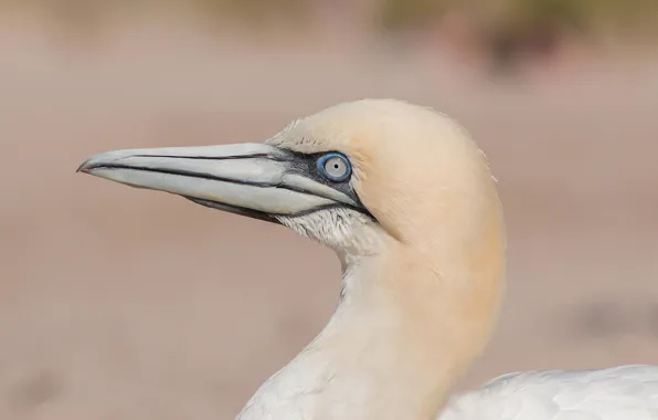Bird, Beak, Boobies