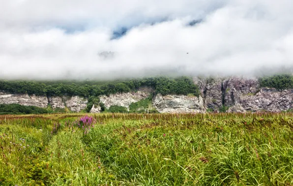 Picture greens, field, forest, grass, clouds, flowers, fog, rocks