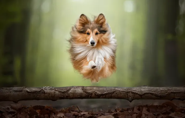 Jump, dog, log, Sheltie, Shetland Sheepdog