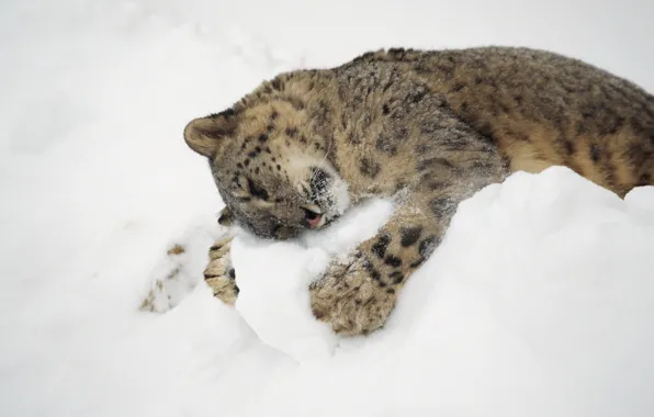 Picture winter, cat, snow, hugs, IRBIS, snow leopard