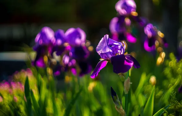 Picture greens, purple, light, flowers, blur, spring, buds, bokeh