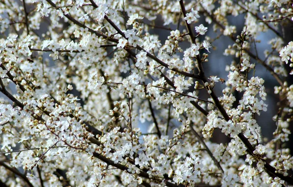 Flowers, branches, cherry, spring, white, flowering, a lot, drain