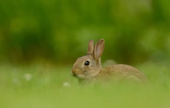 Grass, look, nature, grey, glade, hare, rabbit, muzzle
