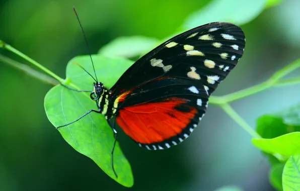 Leaves, microsemi, butterfly, wings, insect, beautiful, closeup