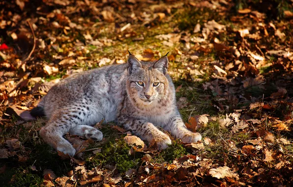 Leaves, grey, lies, lynx, looks, dry. last year