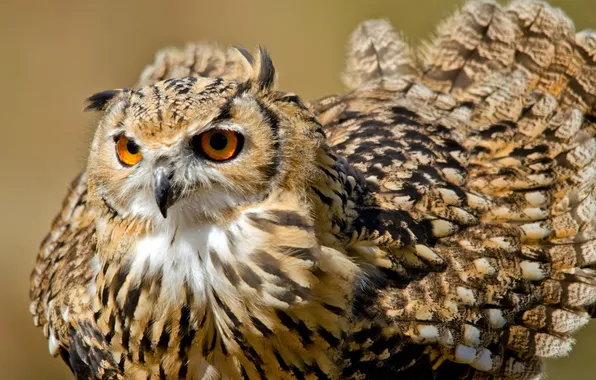 Picture owl, bird, tail, Bengal Eagle Owl