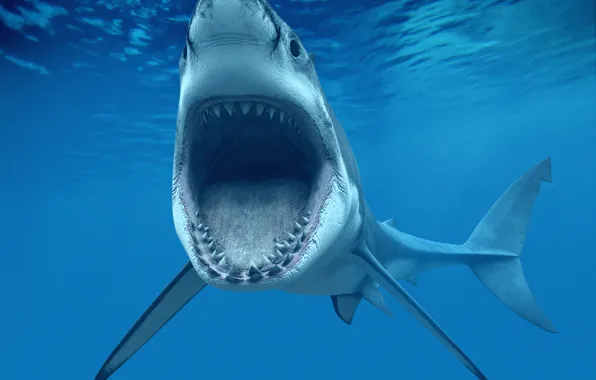 Picture jaw, teeth, mouth, White shark, Great White Shark), or carcharodon (Carcharodon carcharias