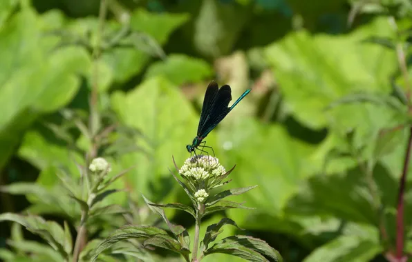 Eyes, dragonfly, plitvice
