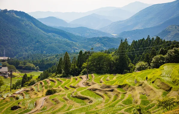 Picture forest, summer, the sun, trees, mountains, Japan, plantation, Kiwa