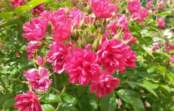 Summer, flowers, July