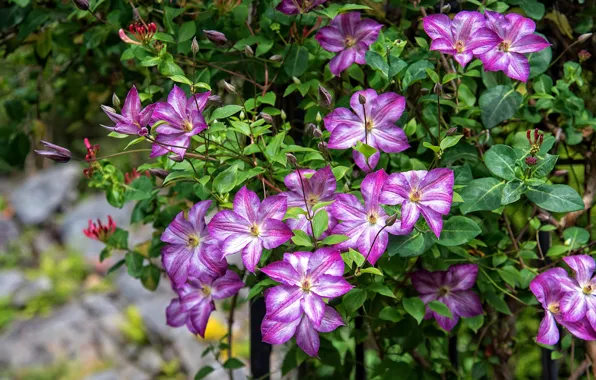 Flowers, Bush, garden, pink, a lot, clematis, clematis