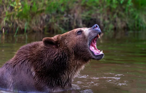 Picture bear, bathing, mouth, pond