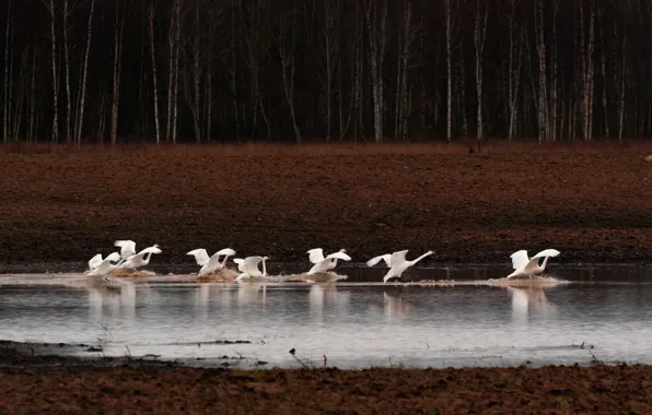 Autumn, forest, water, birds, nature, lake, the dark background, shore
