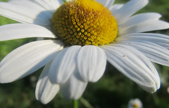 Picture macro, chamomile, petals, the middle