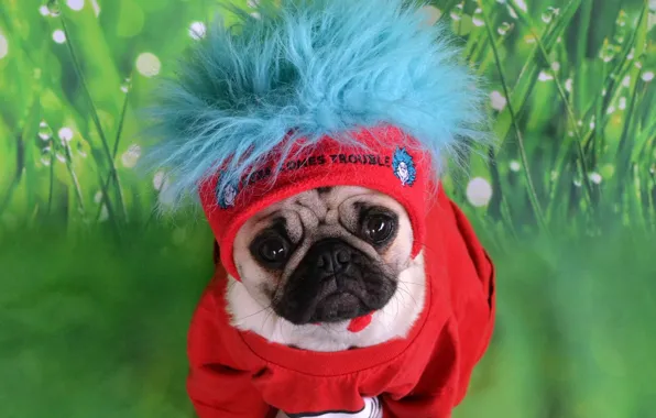 Grass, look, red, pose, blue, the inscription, portrait, dog