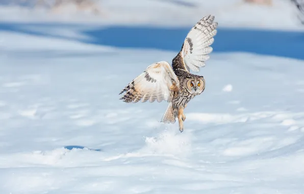 Winter, field, snow, flight, nature, owl, bird, wings
