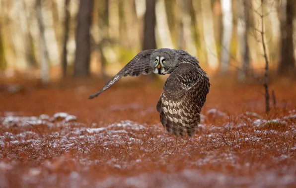 Picture autumn, forest, grass, snow, trees, flight, owl, bird