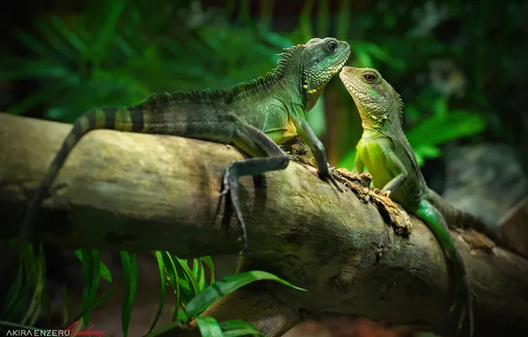 Green, stick, reptiles, iguanas
