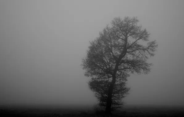 Fog, tree, black and white, monochrome