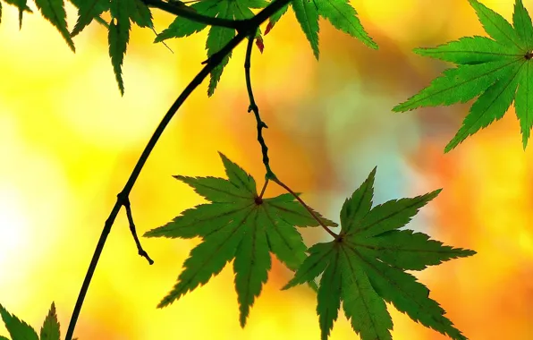 Leaves, branch, Japanese maple