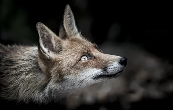 Look, Fox, ears, Fox