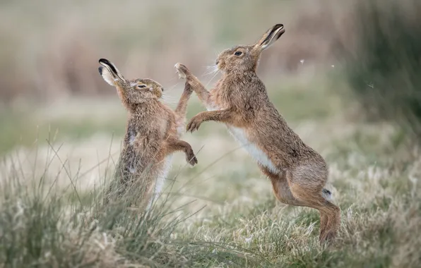 Fight, rabbits, ears