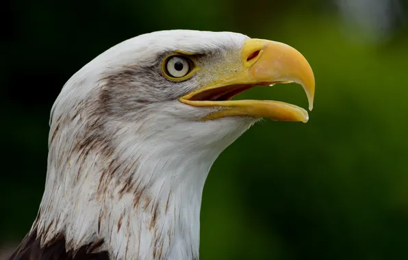 Predator, beak, profile, bald eagle, proud
