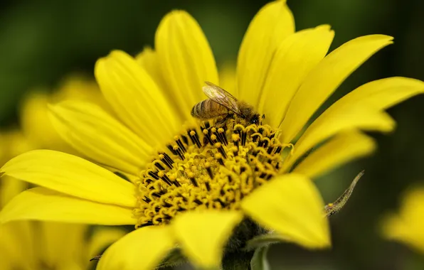 Picture flower, summer, yellow, bee