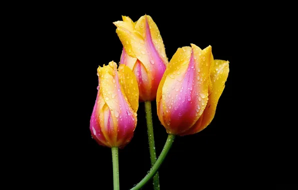 Picture water, drops, flowers, tulips, trio, black background