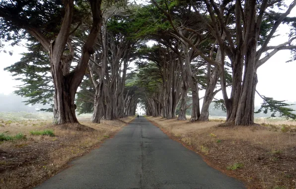 Road, trees, landscape
