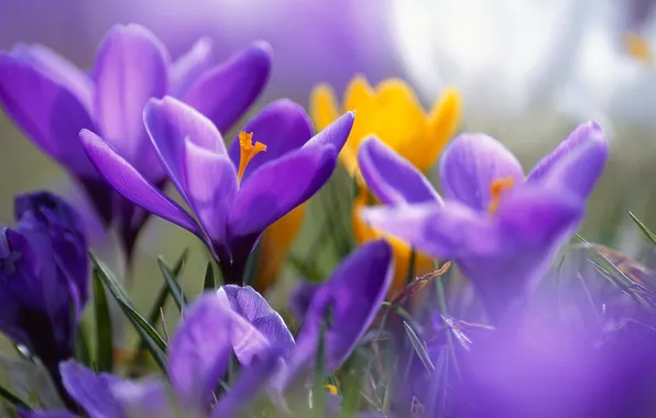 Purple, summer, macro, flowers, yellow, crocuses