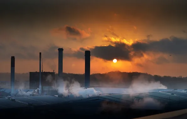 Landscape, night, pipe, plant