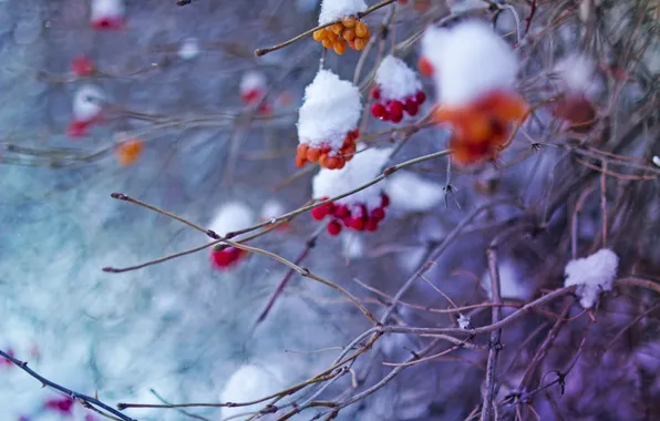 Cold, winter, snow, Rowan, February