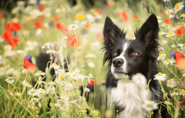 Picture look, face, flowers, Maki, chamomile, dog, meadow, bokeh