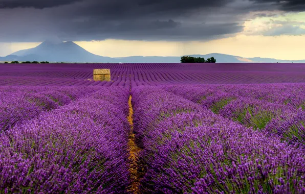 Picture field, France, France, lavender, Valensole, Valensole, Provence-Alpes-Cote d'azur
