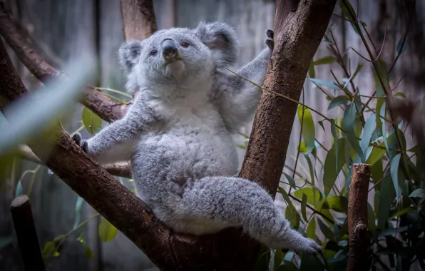 Leaves, trees, Koala