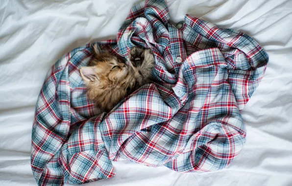 Cat, tangle, kitty, clothing, sleep, cell, sleeping, shirt