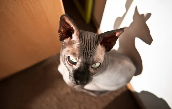 Cat, cat, look, light, pose, grey, wall, portrait
