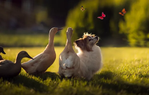 Summer, grass, rays, light, butterfly, birds, insects, nature