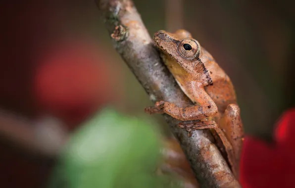 Look, macro, background, frog, branch, brown, blurred, dendrobates